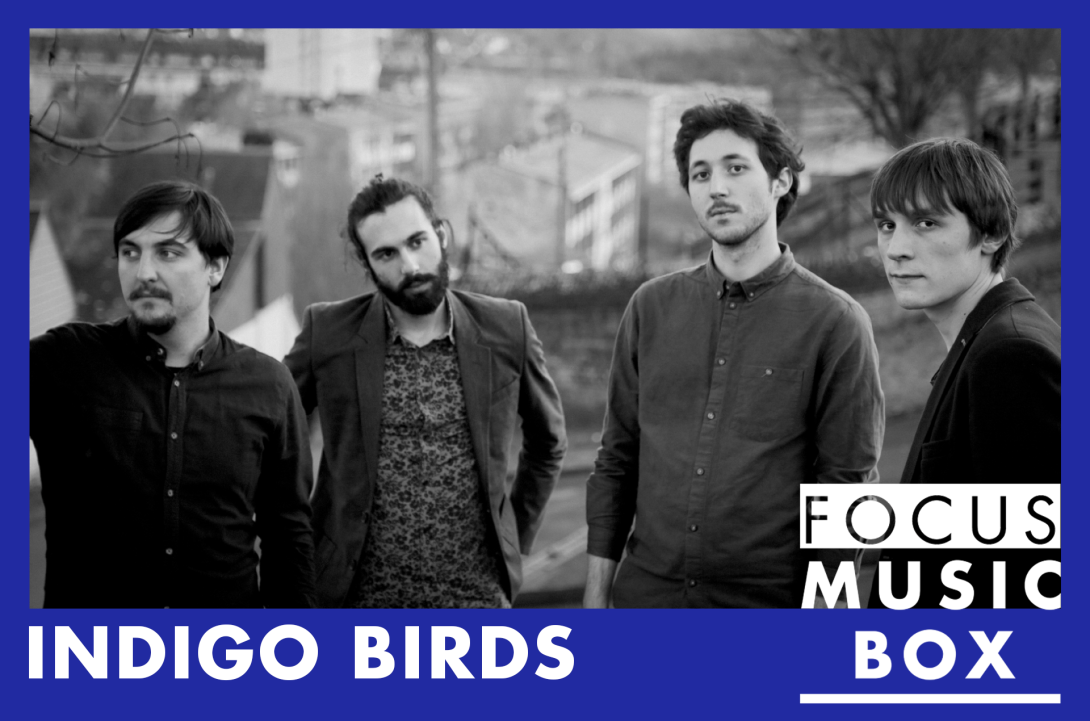 Focus Music-Box #22 : Indigo Birds